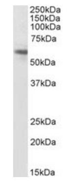 ACVR1, Biotinylated Antibody