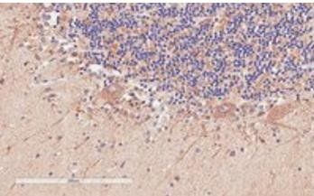 D-amino-acid oxidase Antibody