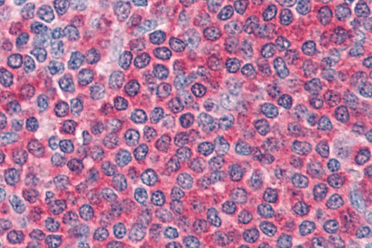 Goat anti-Frizzled 7 Antibody
