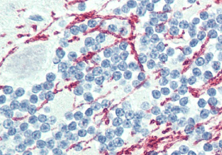 Goat anti-GCH1 Antibody
