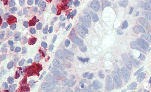 Goat anti-GCH1 Antibody