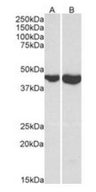 Goat anti-GOT2 Antibody