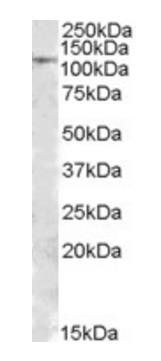 Goat anti-MTHFD1 Antibody