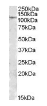 MTHFD1 antibody