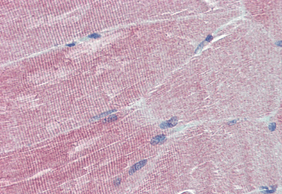 Goat anti-IGFBP6 Antibody