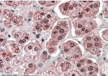 Goat anti-KPNA6 Antibody