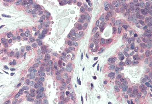 Goat anti-XBP1 / TREB5 Antibody