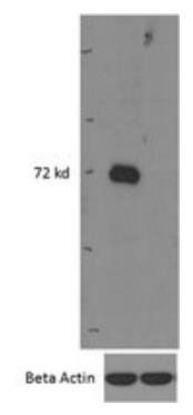 Goat anti-IRAK3 (mouse) Antibody