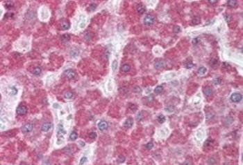 Goat anti-MRP5 Antibody