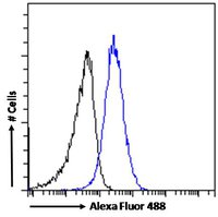 ABCC11 antibody