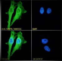ABCC11 antibody