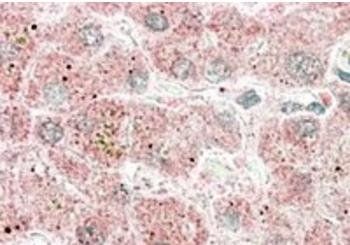 Goat anti-Apolipoprotein F Antibody