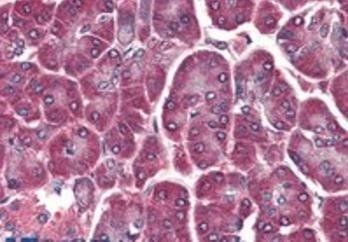 Goat anti-DAGLA Antibody