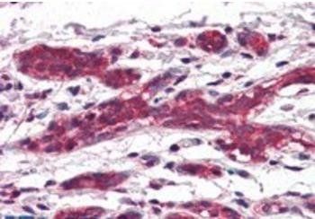 Goat anti-DAGLA Antibody