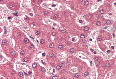 Goat anti-APOB Antibody