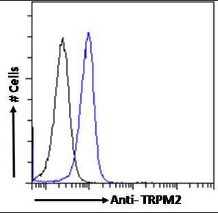 Goat anti-TRPM2 Antibody