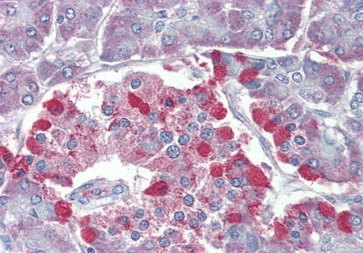 Goat anti-TRPM2 Antibody