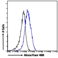 Goat anti-P2X4 / P2X4R Antibody