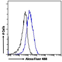 P2RX4 antibody