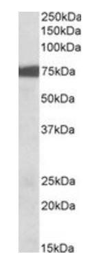 Goat anti-RPS6KA2 Antibody