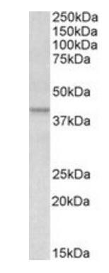 Goat anti-APOL1 Antibody