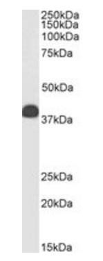 CLU antibody