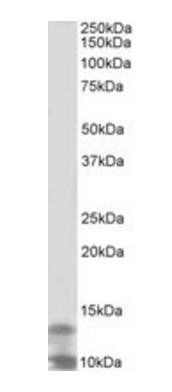 DPM3 Antibody