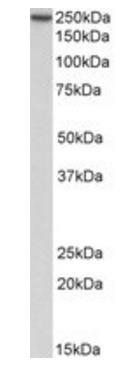 Goat anti-MYH9 Antibody