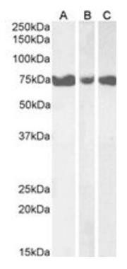 Goat anti-IP3KC Antibody