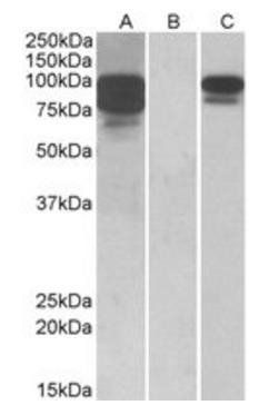 PCSK9 (aa214-228) Antibody