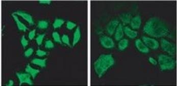 Goat anti-SPARTIN Antibody