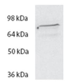 Goat anti-SPARTIN Antibody