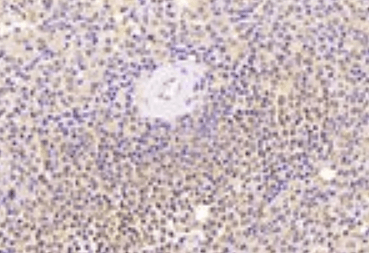 Goat anti-Thrombospondin Antibody
