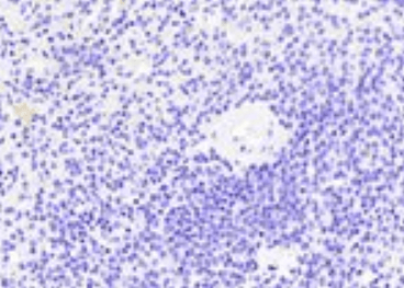 Goat anti-Thrombospondin Antibody