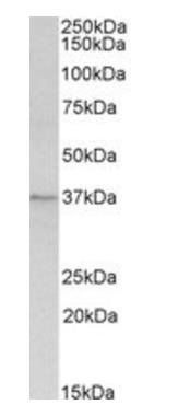 Goat anti-Annexin I Antibody
