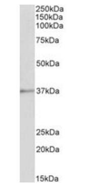 Goat anti-Annexin I Antibody
