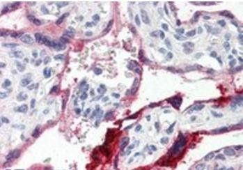 Goat anti-Annexin I Antibody