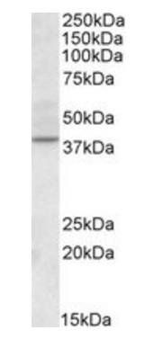 Goat anti-CDK10 / PISSLRE Antibody