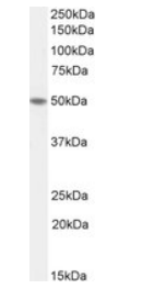 Goat anti-ETF-4 / TEAD2 Antibody