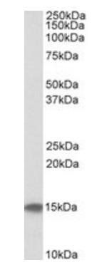 Goat anti-CST3 / cystatin C Antibody