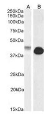 Goat anti-Connexin 43 / GJA1 Antibody