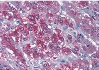 Goat anti-CAMK2 Antibody