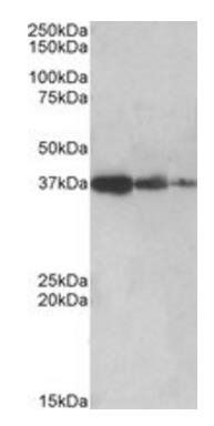 Goat anti-PPP2R4 / PP2A Antibody