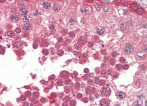 Goat anti-PPP2R4 / PP2A Antibody