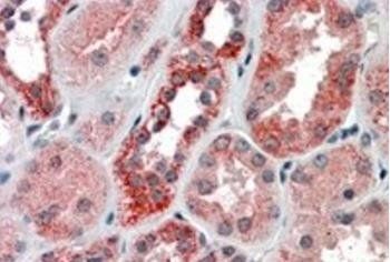 Goat anti-IREB2 / IRP2 Antibody