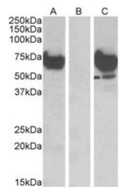 Goat anti-EPM2AIP1 Antibody