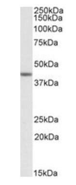 Goat anti-TAF7L Antibody