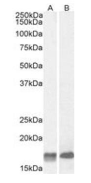 Goat anti-GAL Antibody
