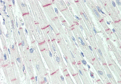Goat anti-GPR17 Antibody