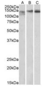 Goat anti-Stromal antigen 2 / STAG2 Antibody
